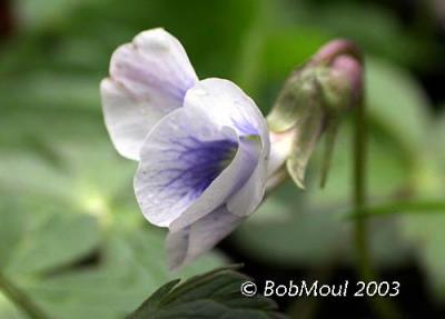 Common Blue Violet Flower-N