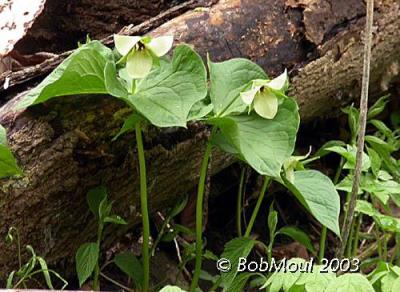 Large-Flowered Trillium