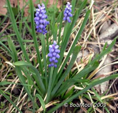 u27/rcm1840/medium/15737261.GrapeHyacinth2.jpg