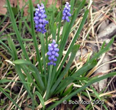 Grape Hyacinth-N