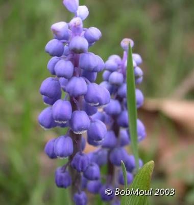 Grape Hyacinth Flower-N