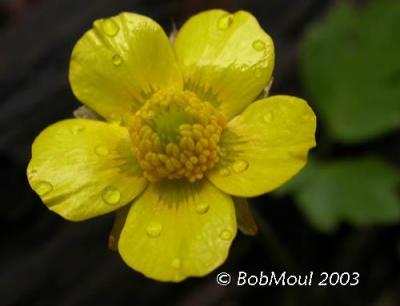 Marsh Marigold-N