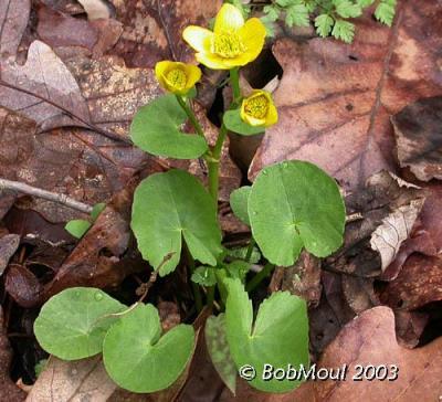 Marsh Marigold-N