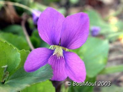 Violet Flower-N-3