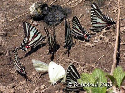 Zebra SwallowtailsEurytides marcellus