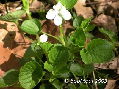 Northern White Violet-N