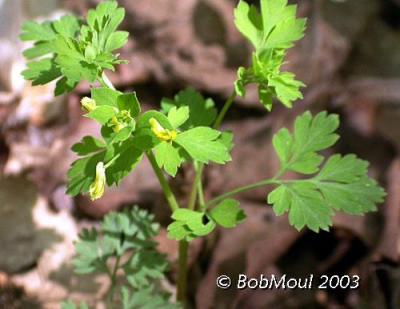 Yellow Corydalis-N