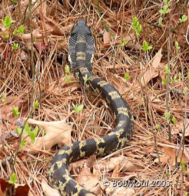 Eastern Hognose Snake