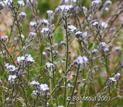 u27/rcm1840/medium/16378437.ForgetMeNot.jpg