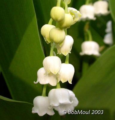 Lily Of The Valley-N