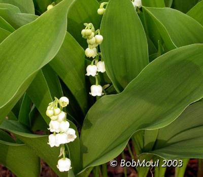 Lily Of The Valley-N