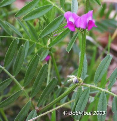 Narrow Leaved Vetch-N