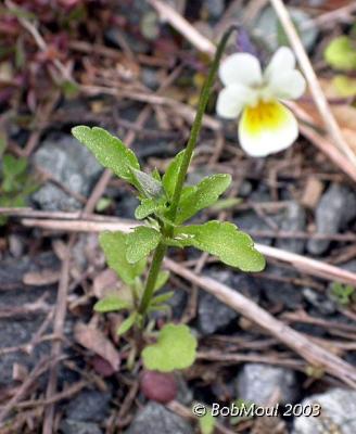 Field Pansy-N