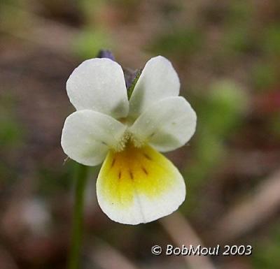 Field Pansy-N