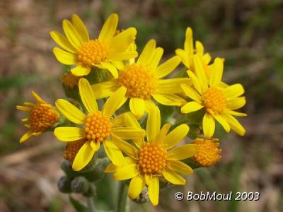 Ragwort-N