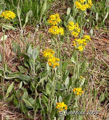 Ragwort-N