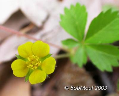 Dwarf Cinquefoil-N