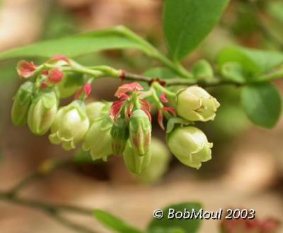 High Bush Blueberry-N