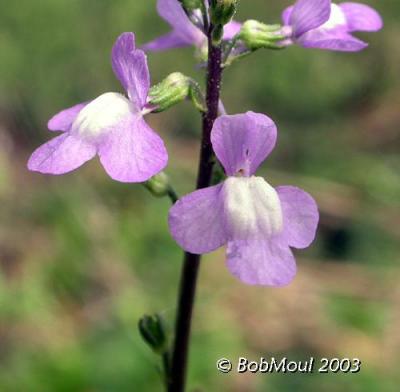 Blue Toadflax-N