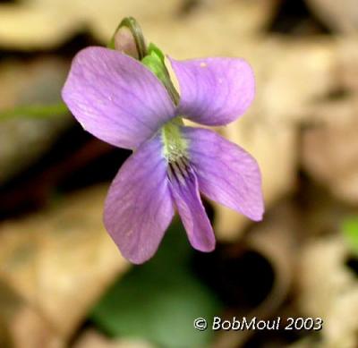 Three Lobed Violet-N