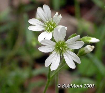 Field Chickweed-N