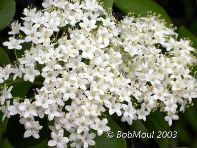 Viburnum-N