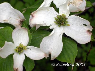 Flowering Dogwood-N