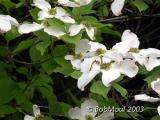 Flowering Dogwood-N