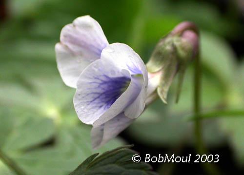 Common Blue Violet Flower-N