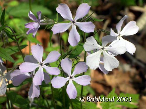 Wild Blue Phlox-N