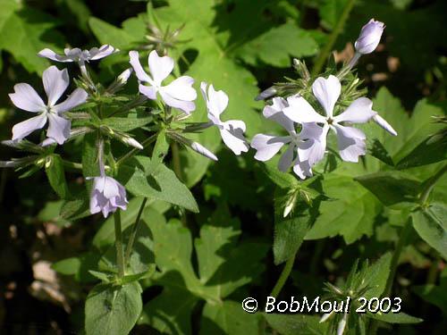 Wild Blue Phlox-N