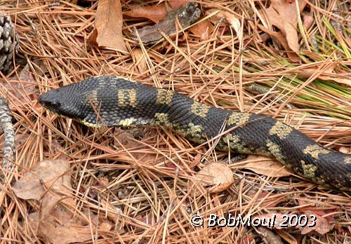 Eastern Hognose Snake