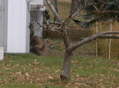 Deer stayed from 7:00 a.m. to 1:30 p.m.