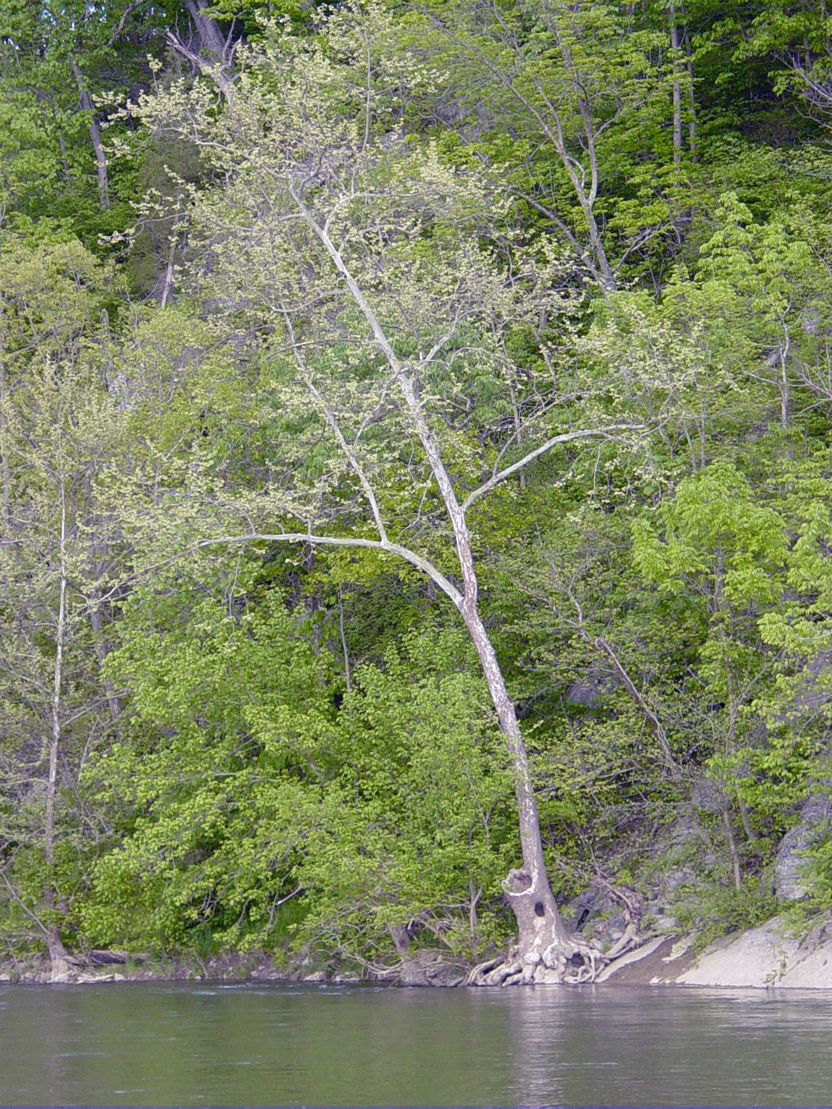 North Fork of the Shenandoah River at Narrow Passage Creek 05.2003