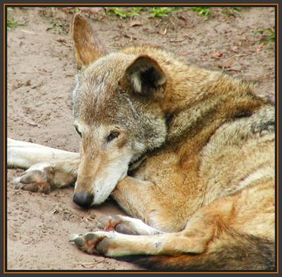 JPG SB Red Wolf P4170103.jpg