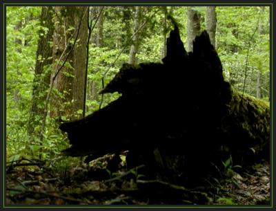 JPG SB Timber Wolf P4270060.jpg