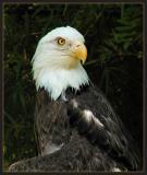 JPG SB Eagle P4170008.jpg
