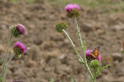 Thistle with Butterfly
