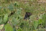 Texas Black Squirrel