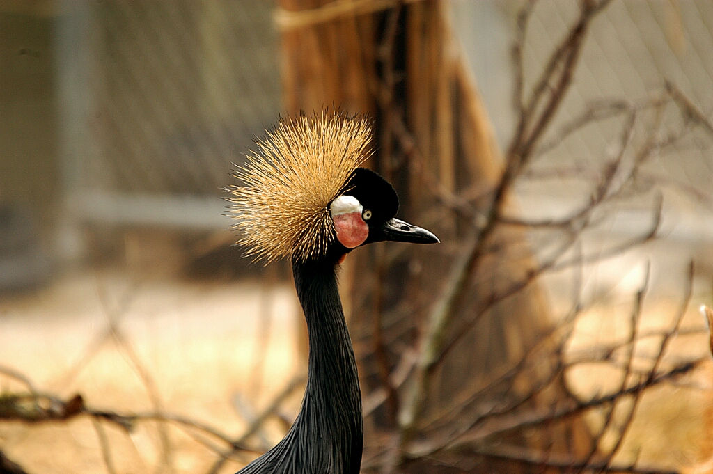 Birmingham Zoo 021.jpg