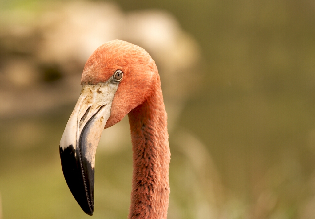 Birmingham Zoo 110.jpg