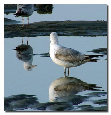 Myrtle Beach Seagull Reflections