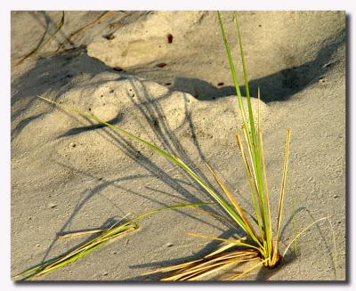 Myrtle Beach Dune Grass