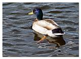 Mallard