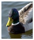 Mallard Closeup