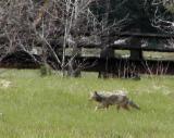 Coyote pursues lunch