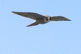 Peregrine Falcon at Shell beach California