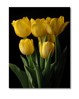 Yellow Tulips copy.jpg