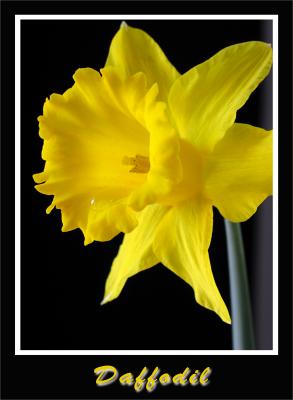 Daffodil copy.jpg