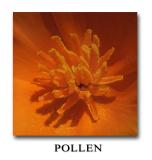 Pollen copy.jpg